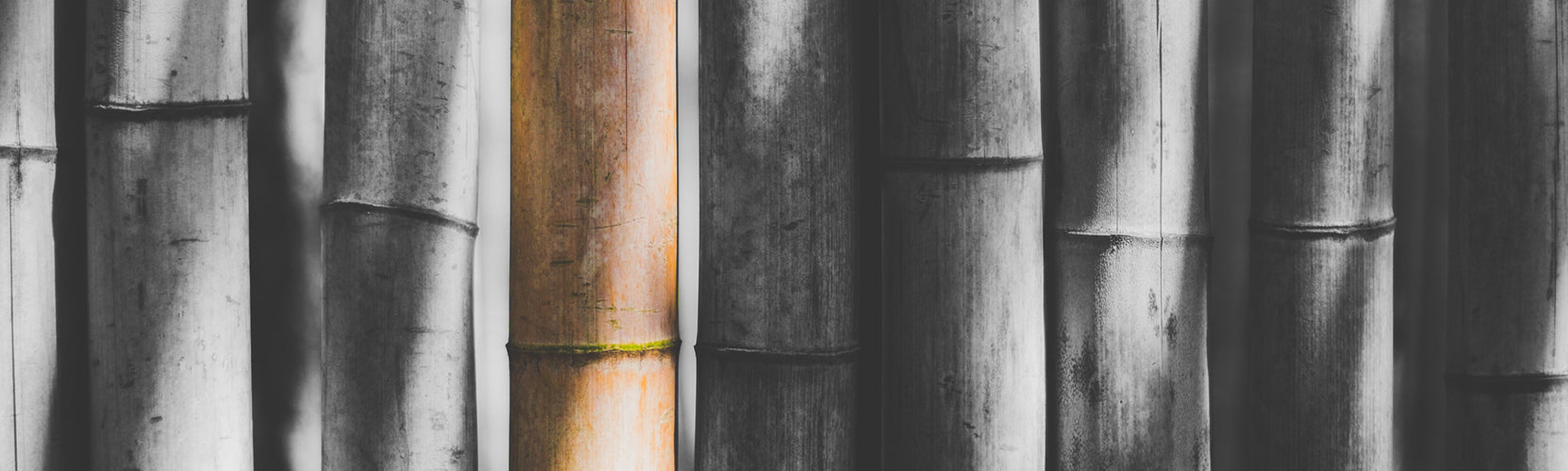 Is It Good To Use Bamboo Products?